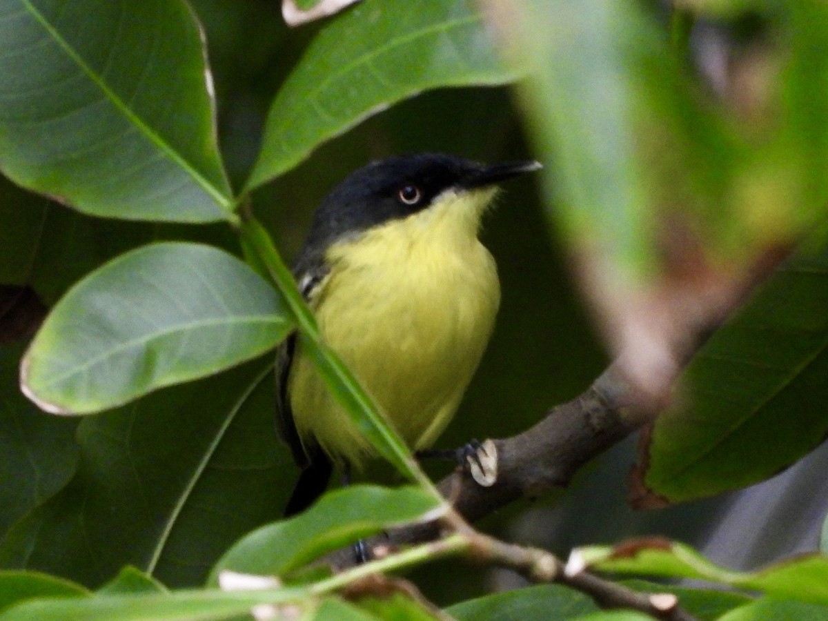 Common Tody-Flycatcher - ML624901573