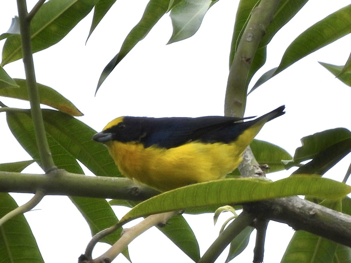 Thick-billed Euphonia - ML624901585