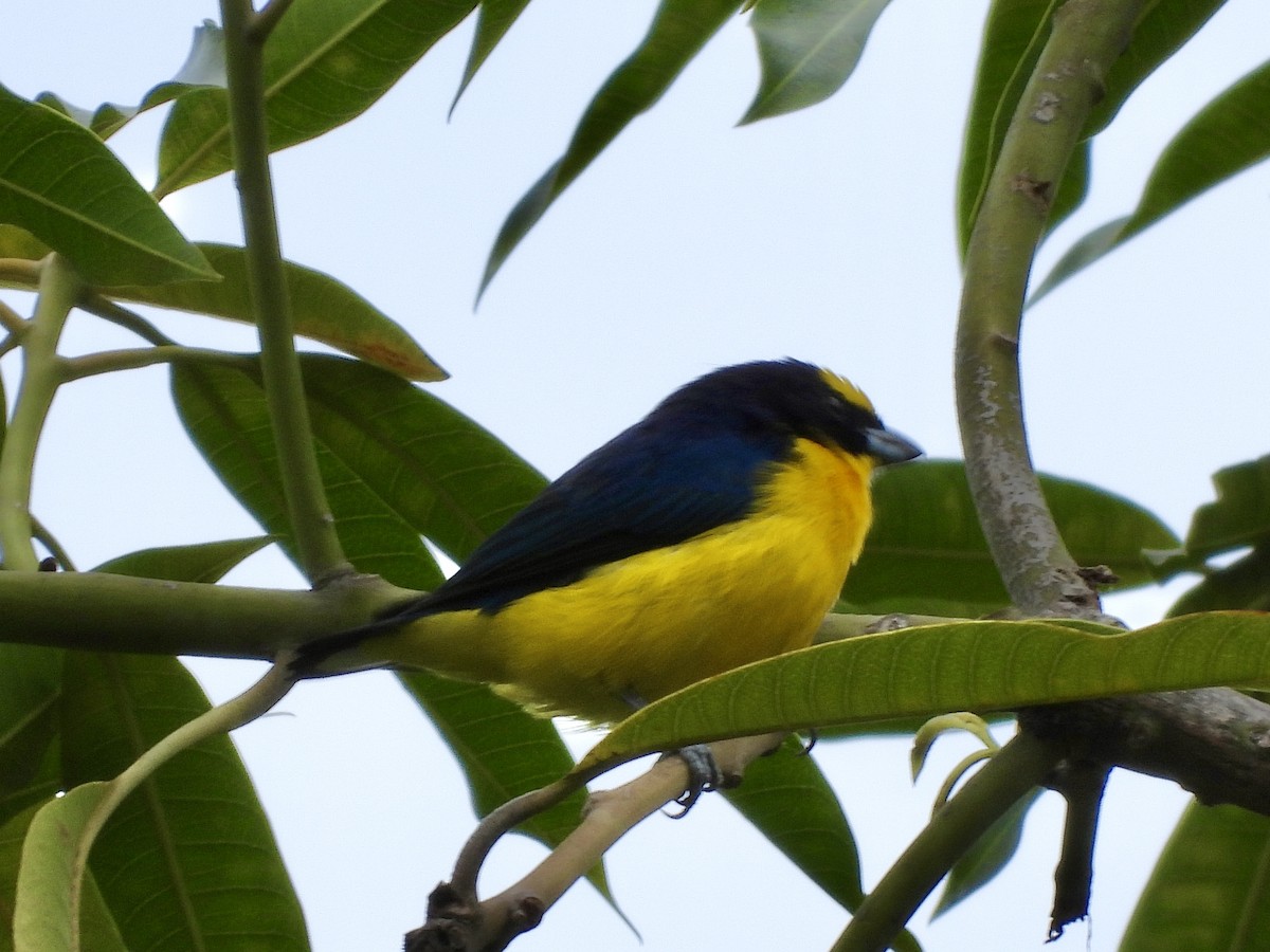 Thick-billed Euphonia - ML624901586