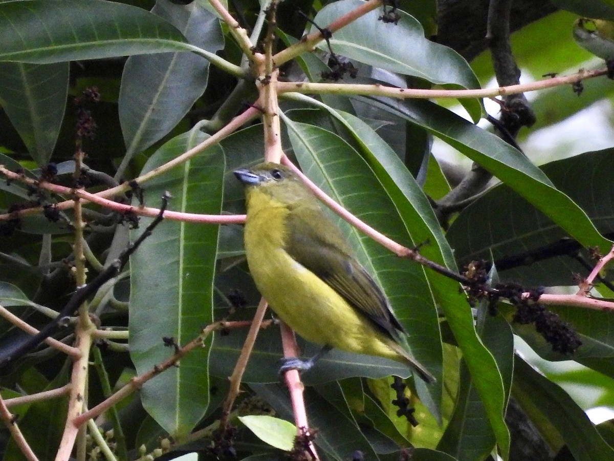 Thick-billed Euphonia - ML624901587