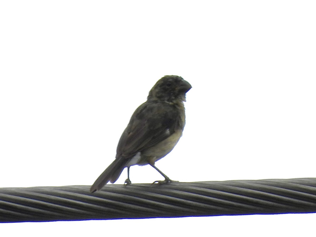 Variable Seedeater - ML624901597