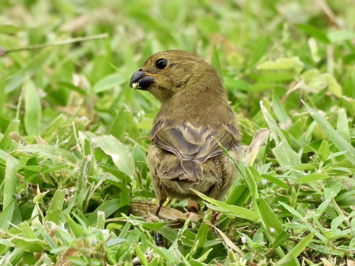 Variable Seedeater - ML624901598