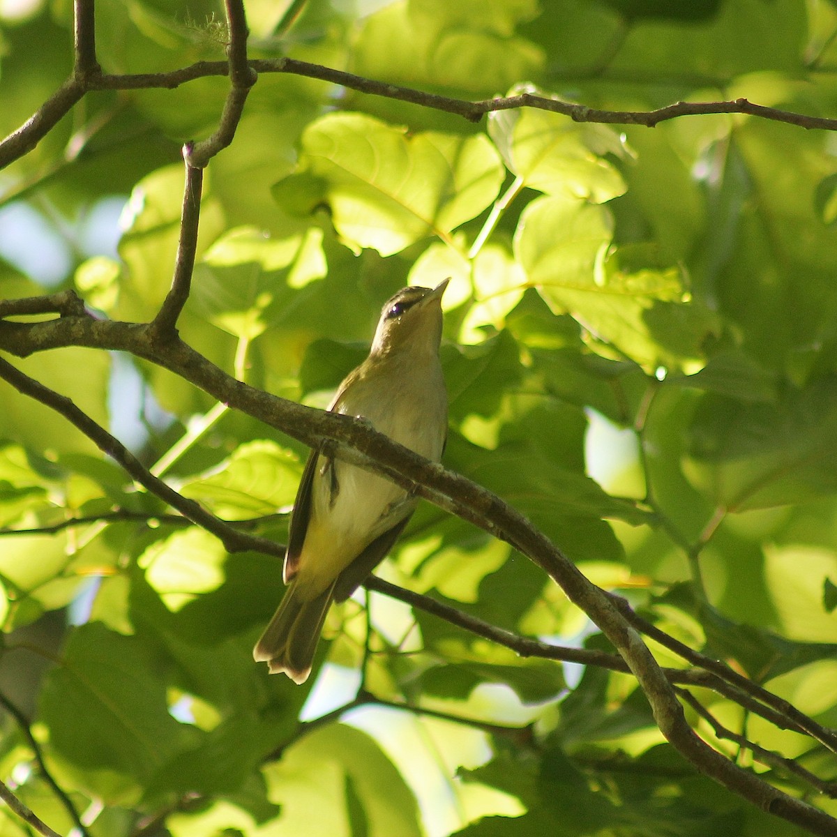 Chivi Vireo (migratory) - ML624901796