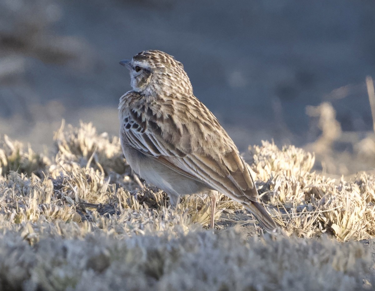 Fawn-colored Lark (Foxy) - ML624901860