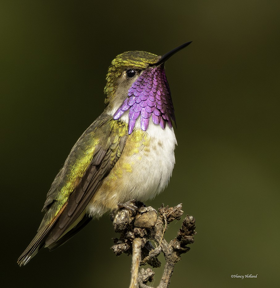 Bumblebee Hummingbird - ML624901864