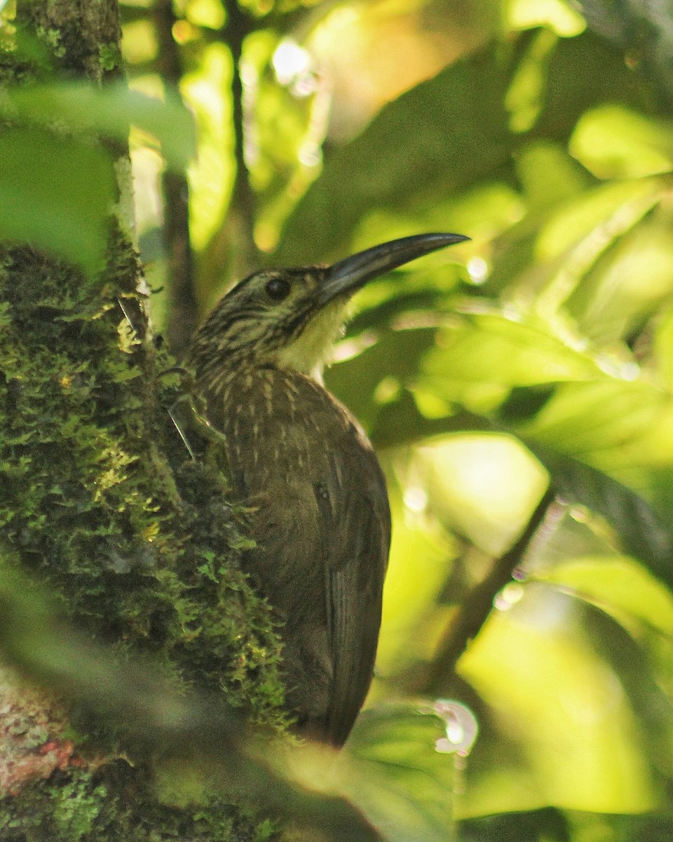 White-throated Woodcreeper - Guillermo Andreo