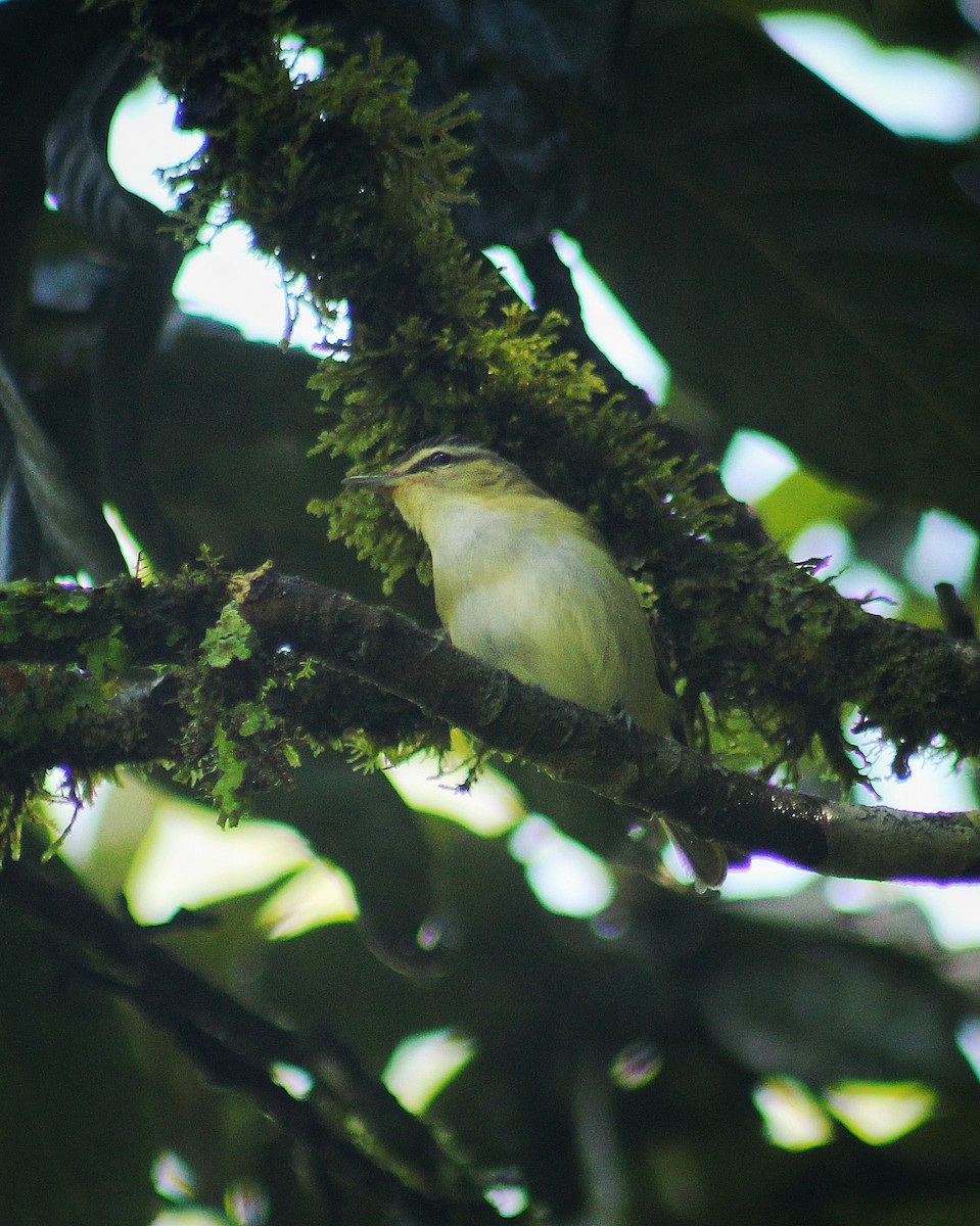 Chivi Vireo (migratory) - ML624901945