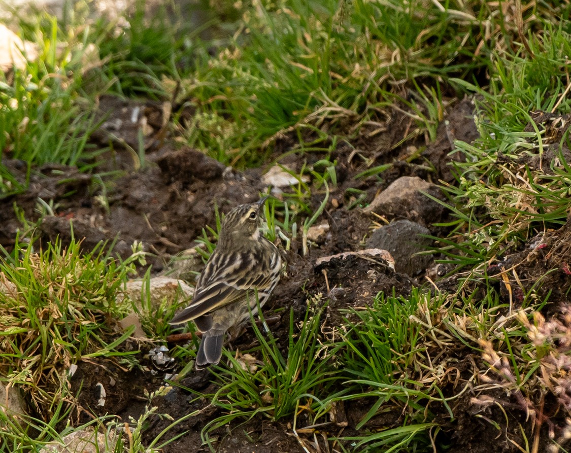 Rosy Pipit - ML624902036