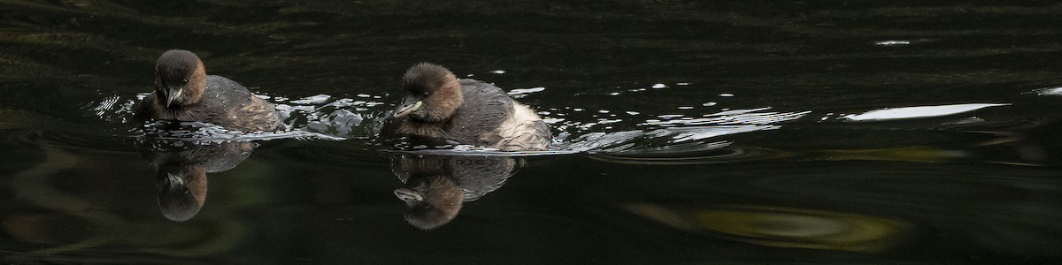 Little Grebe - ML624902059