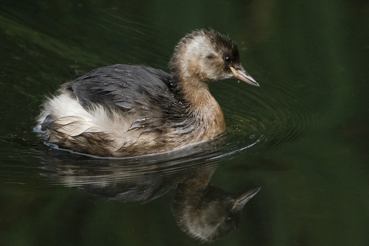 Little Grebe - ML624902060