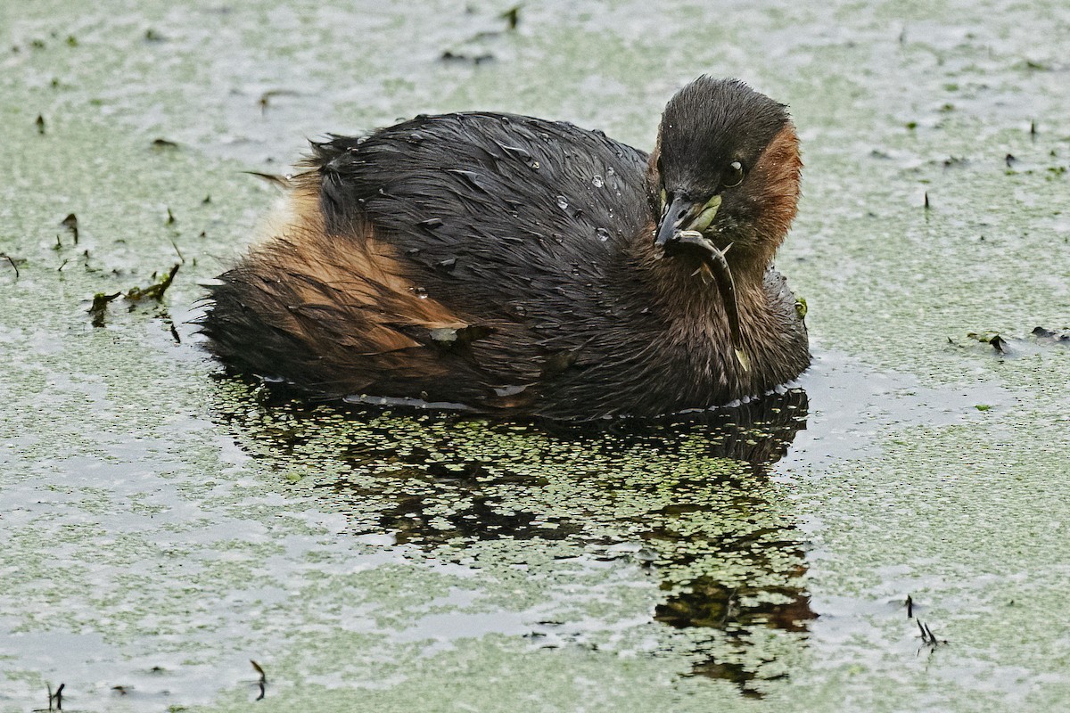 Little Grebe - ML624902061