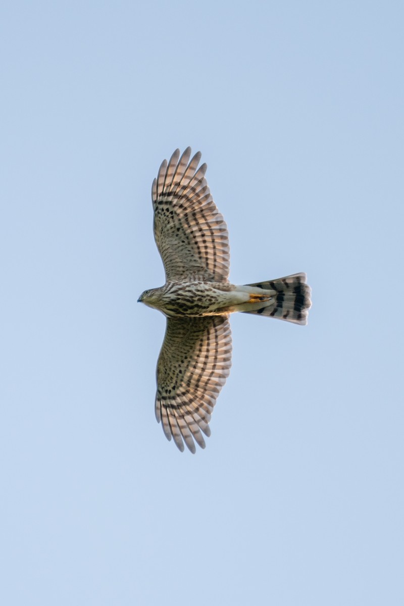 Sharp-shinned Hawk - ML624902066