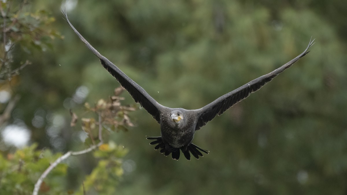 Great Cormorant - ML624902077