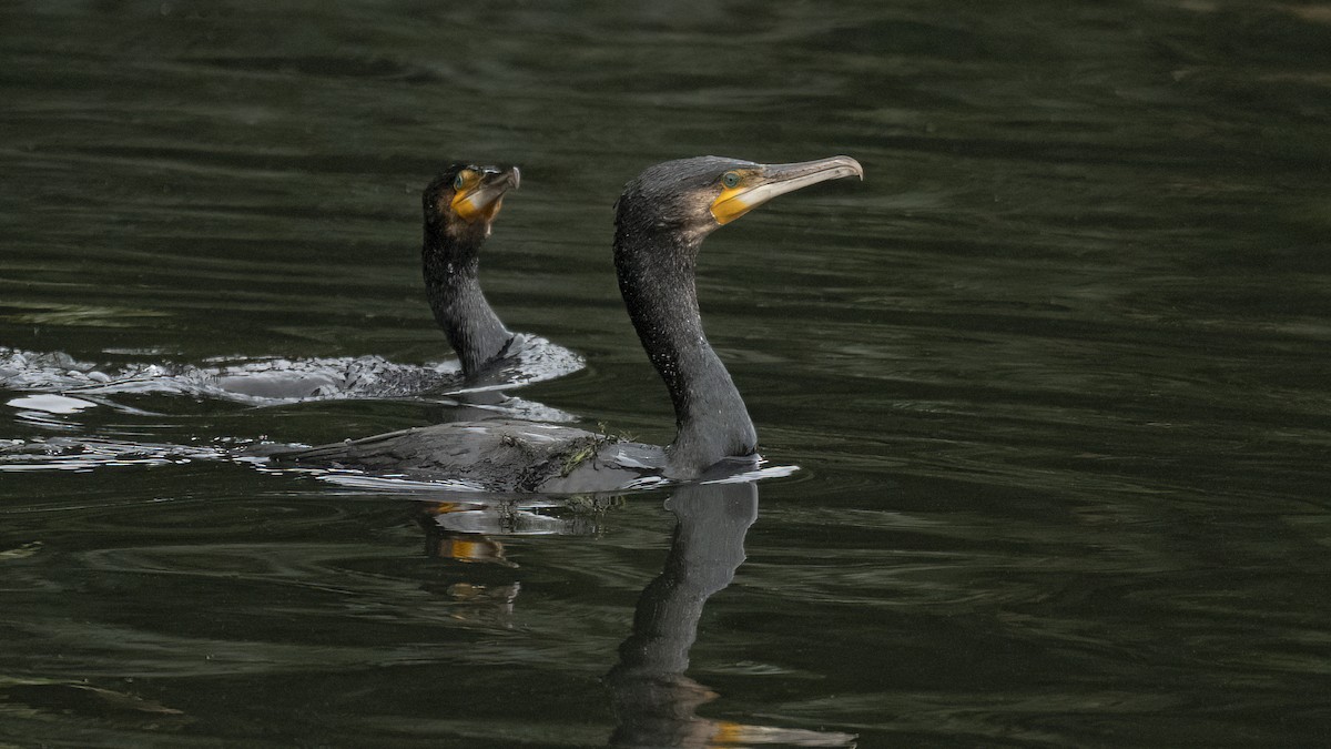 Great Cormorant - ML624902079