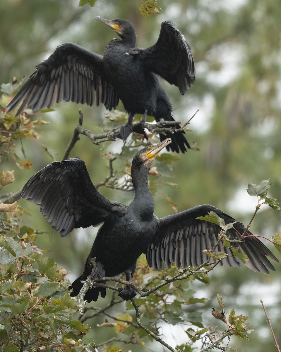 Great Cormorant - ML624902080