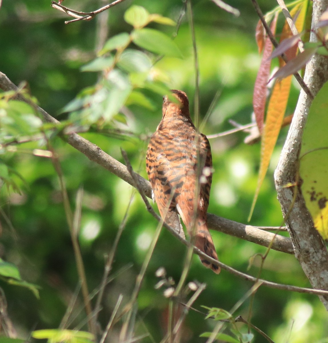 Gray-bellied Cuckoo - ML624902084