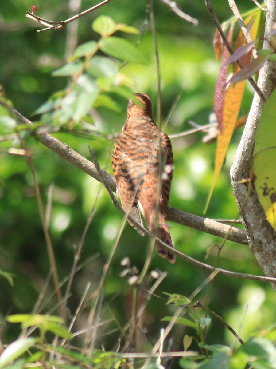 Gray-bellied Cuckoo - ML624902085