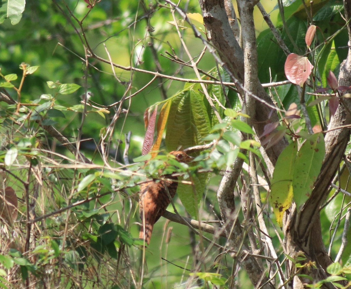 Gray-bellied Cuckoo - ML624902086