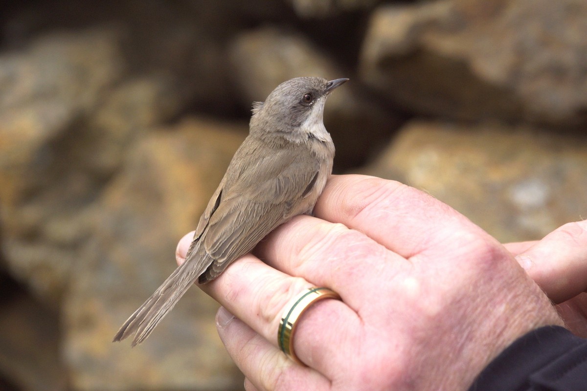 Lesser Whitethroat (halimodendri) - ML624902236