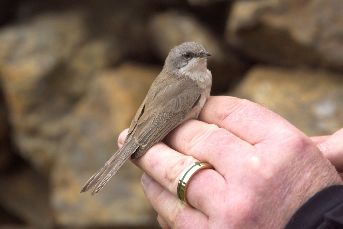 Lesser Whitethroat (halimodendri) - ML624902237