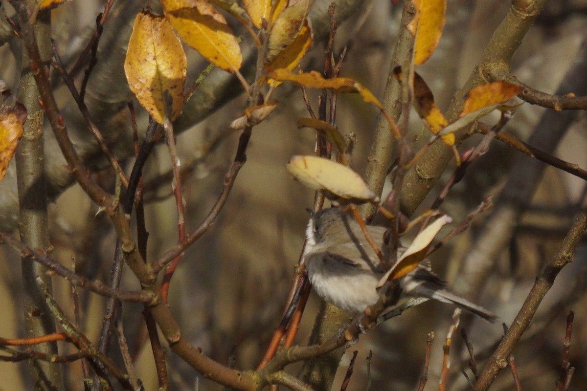 Lesser Whitethroat (halimodendri) - ML624902238