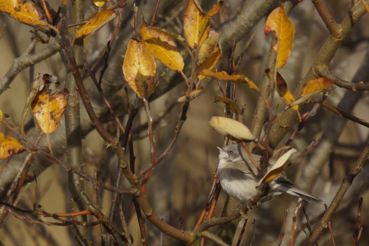 Lesser Whitethroat (halimodendri) - ML624902239