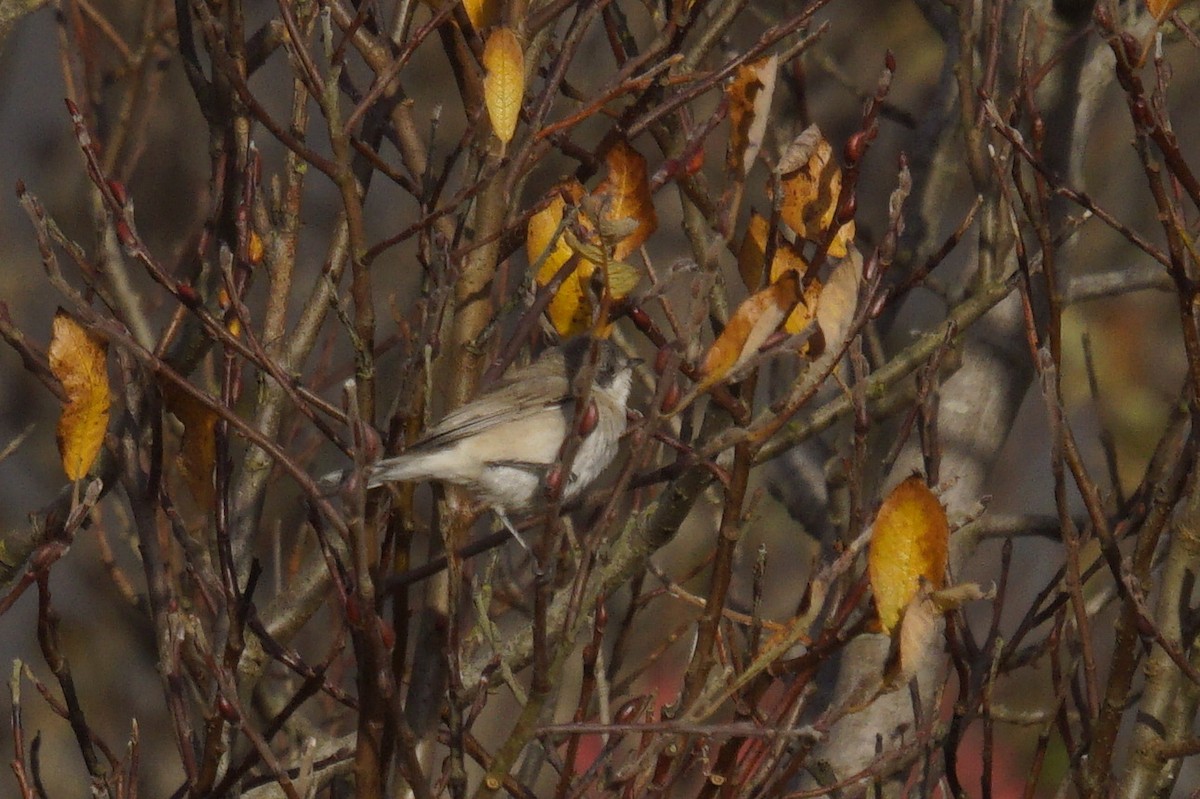 Lesser Whitethroat (halimodendri) - ML624902240