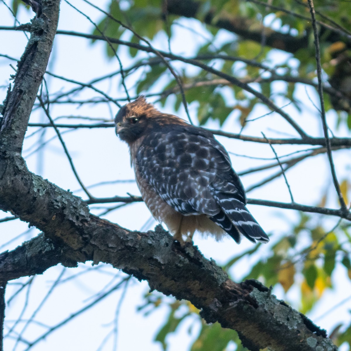 Red-shouldered Hawk - ML624902340