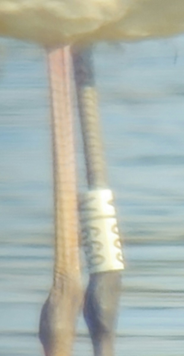 Greater Flamingo - ML624902428