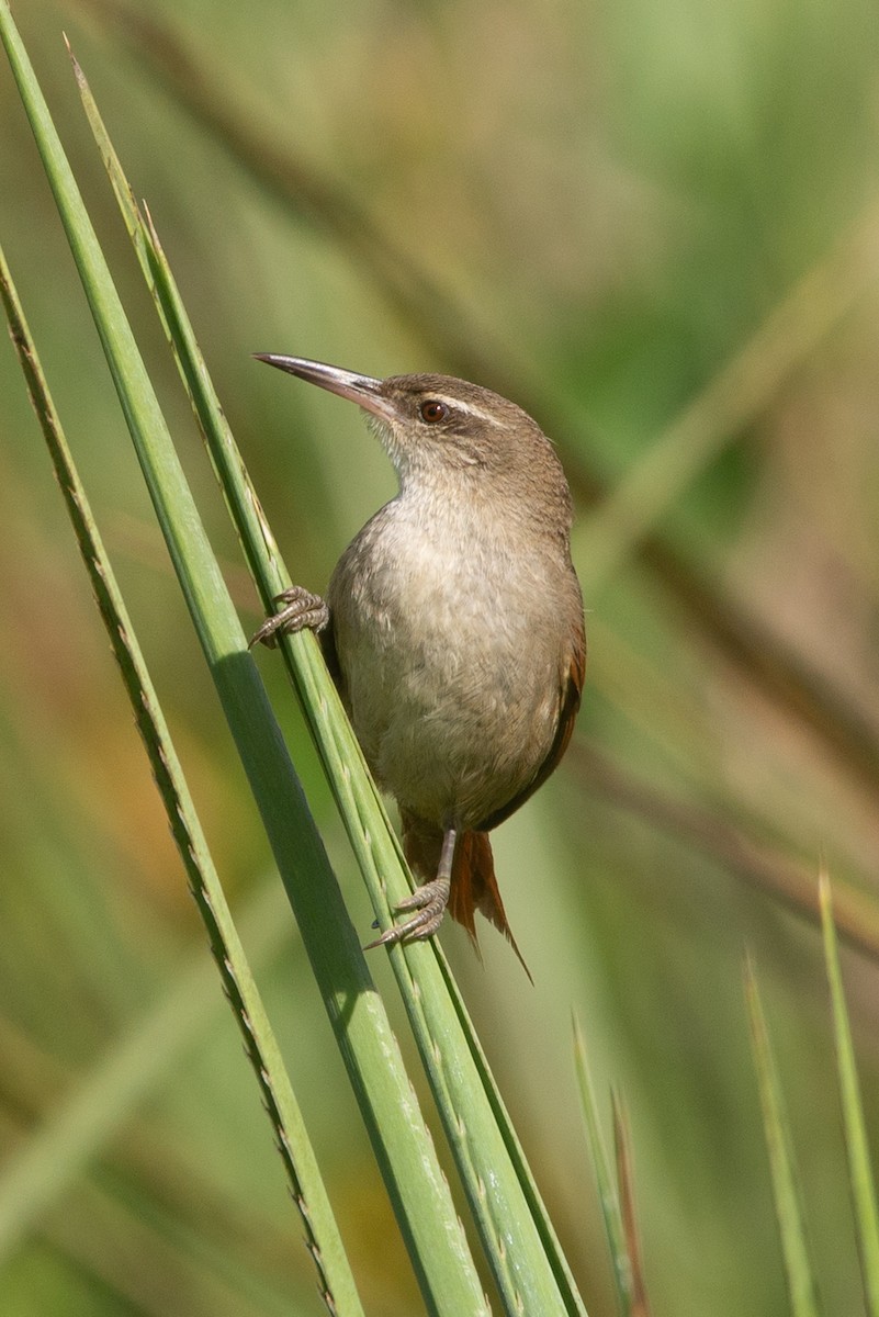 Straight-billed Reedhaunter - ML624902438