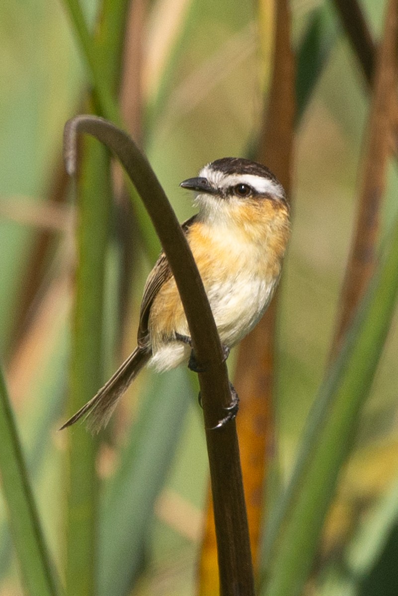 Sharp-tailed Tyrant - ML624902447