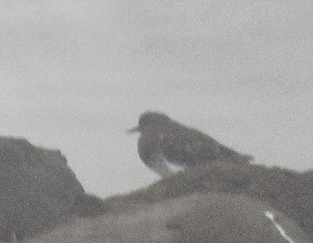 Black Turnstone - ML624902519