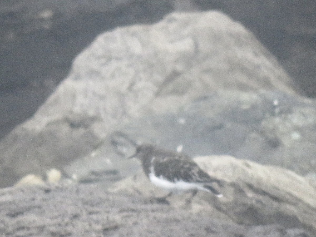 Black Turnstone - ML624902520