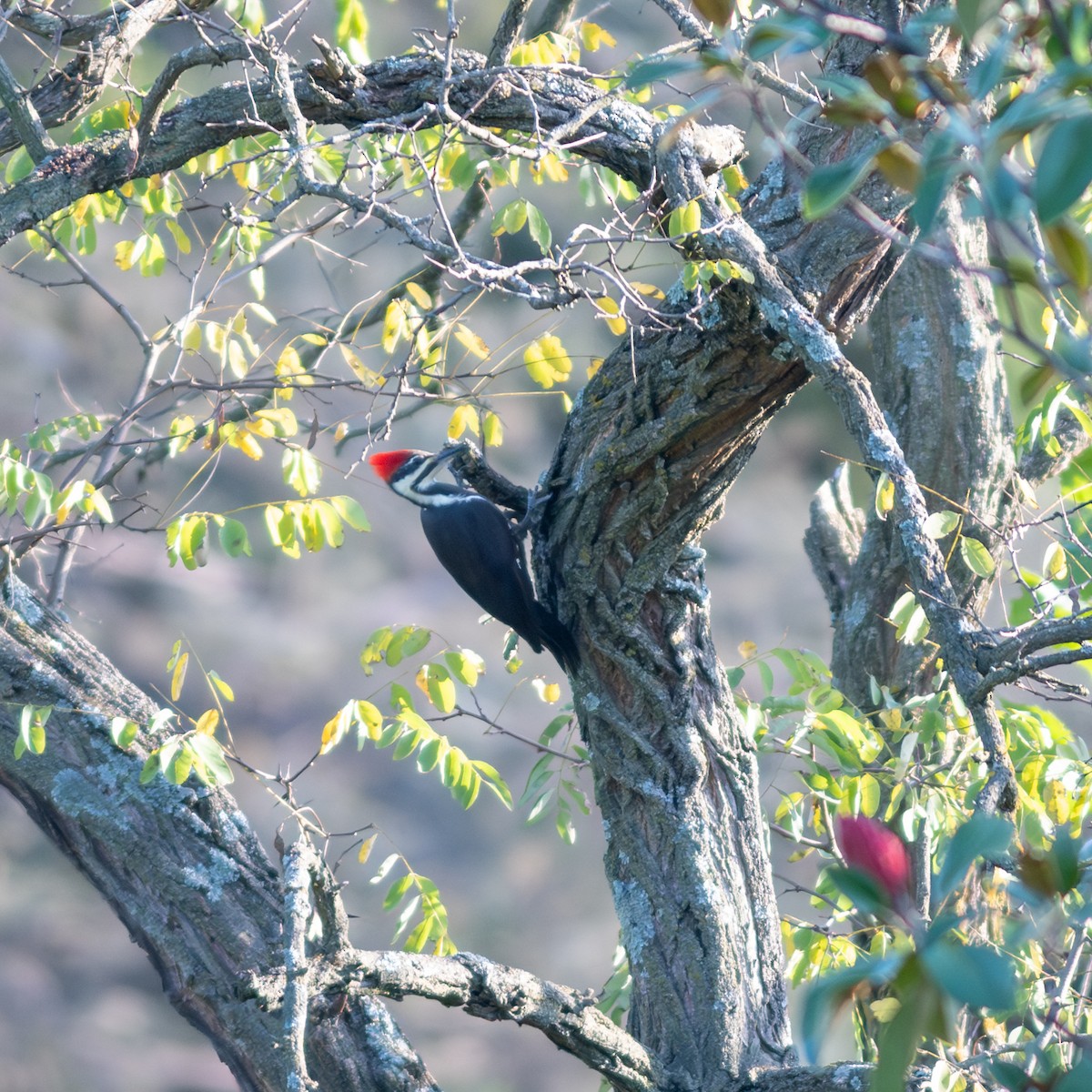 Pileated Woodpecker - ML624902525