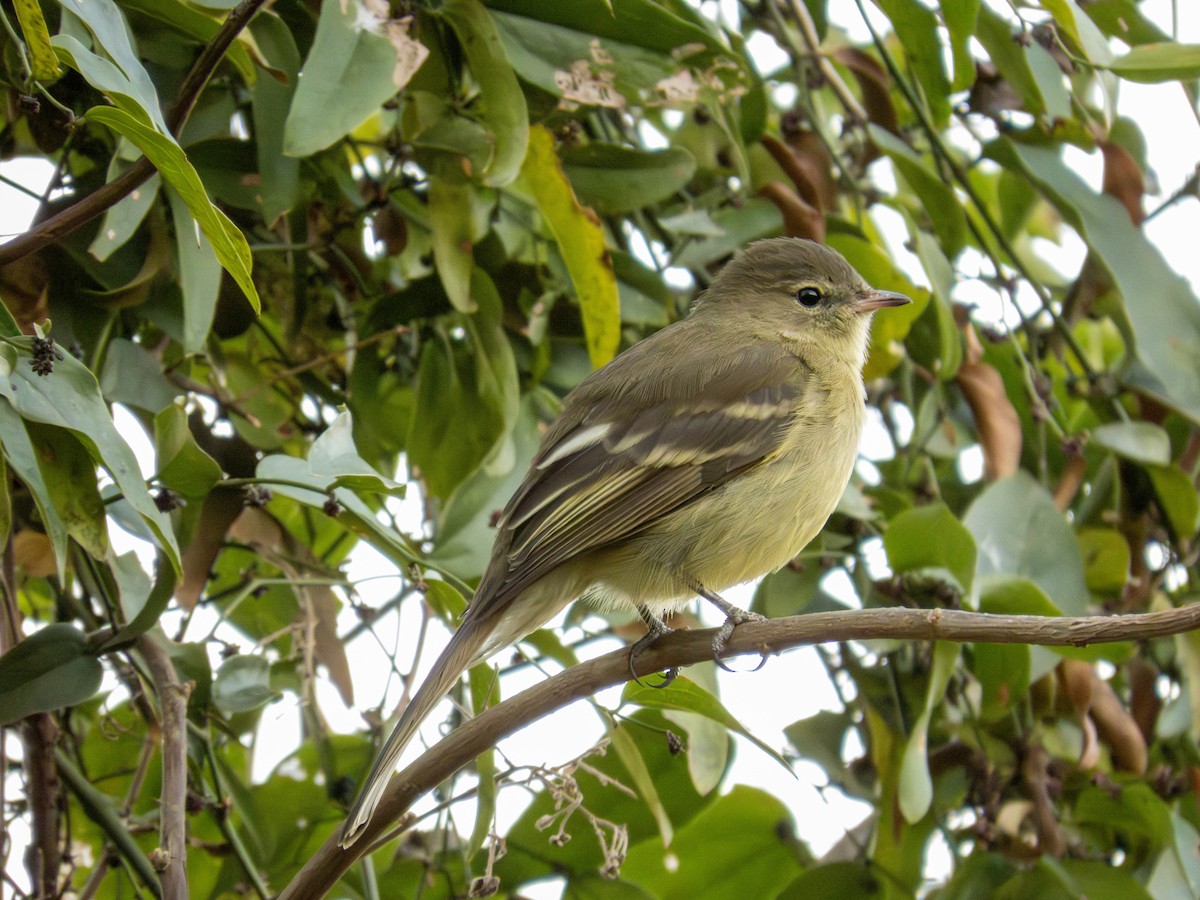 Élénie obscure - ML624902585