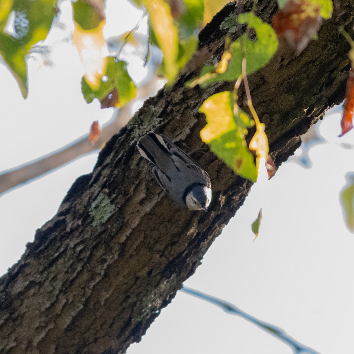 White-breasted Nuthatch - ML624902602