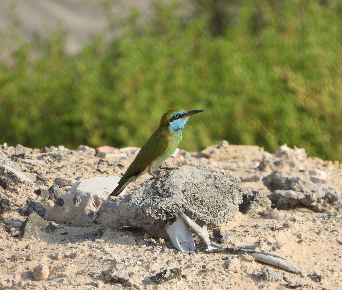 Arabian Green Bee-eater - ML624902671