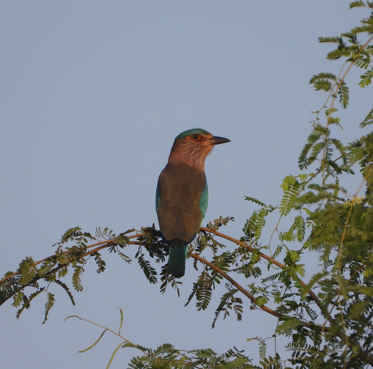 Indian Roller - ML624902698