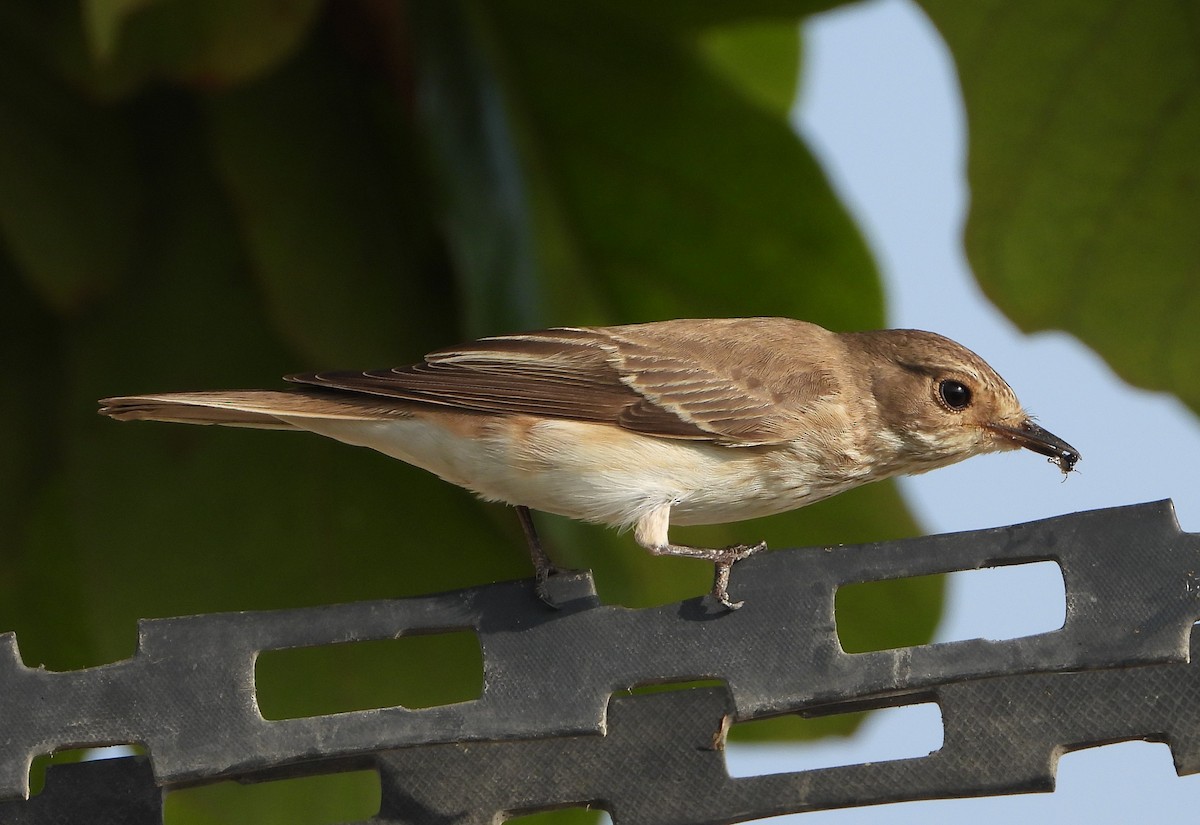 Spotted Flycatcher - ML624902729