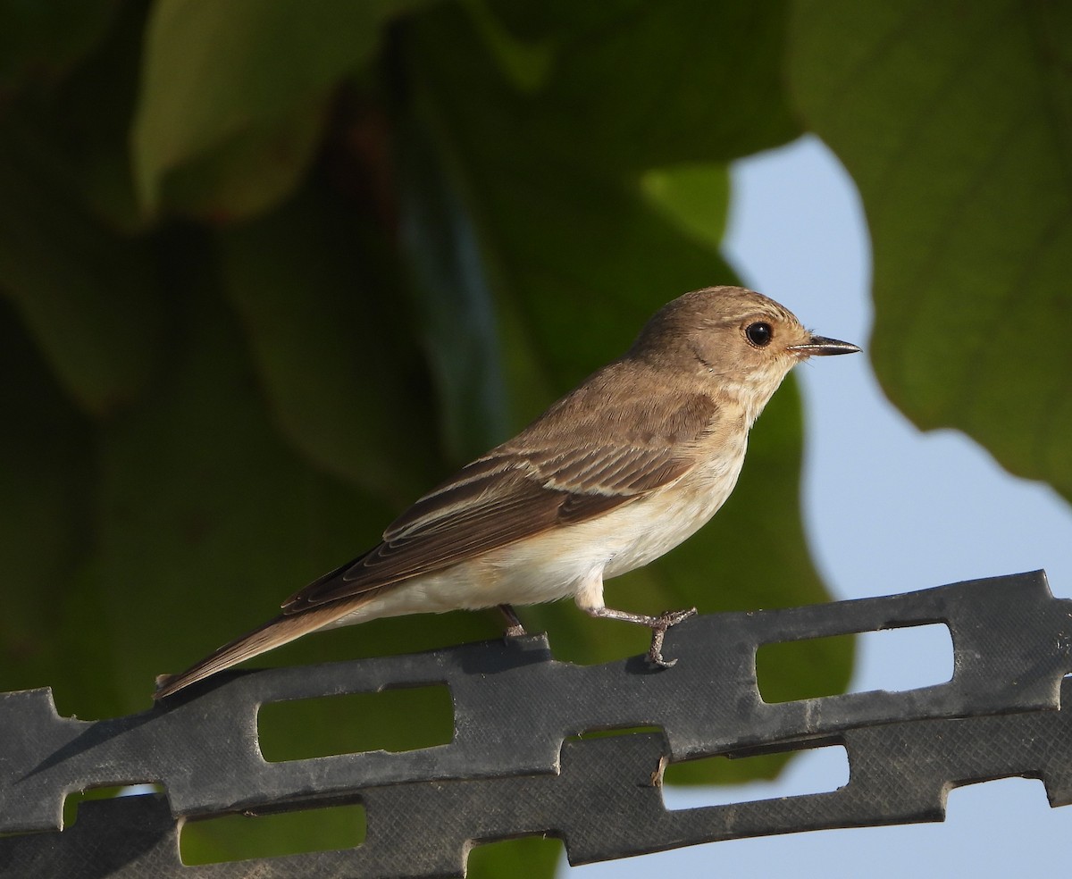 Spotted Flycatcher - ML624902730