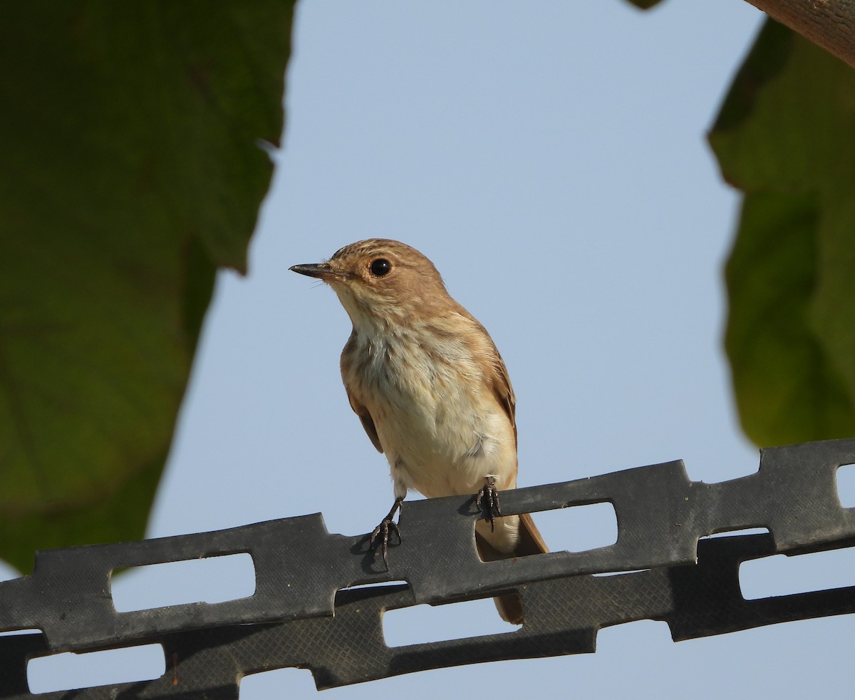 Spotted Flycatcher - Xander Vissering