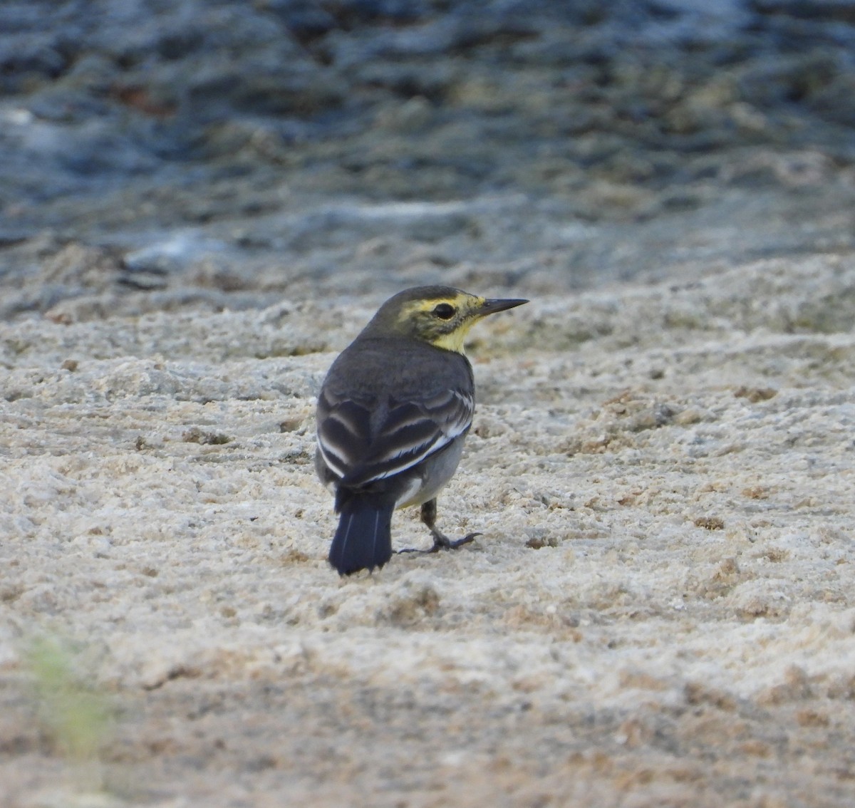 Citrine Wagtail (Gray-backed) - ML624902743