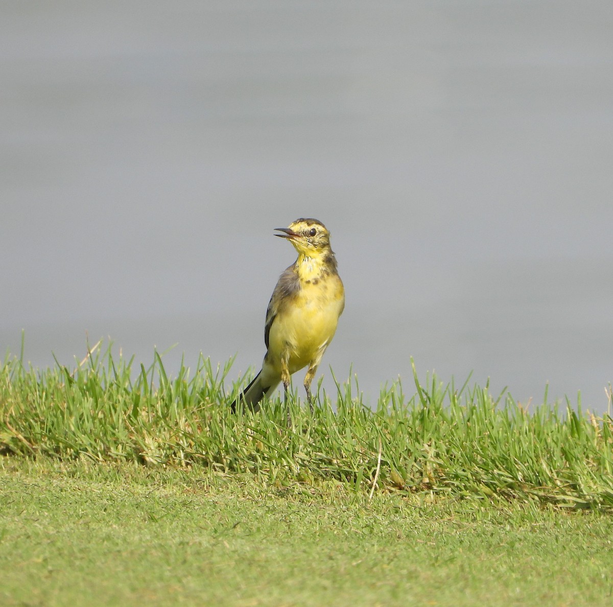 Citrine Wagtail (Gray-backed) - ML624902745