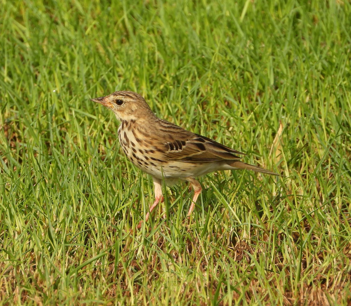 Tree Pipit - ML624902775