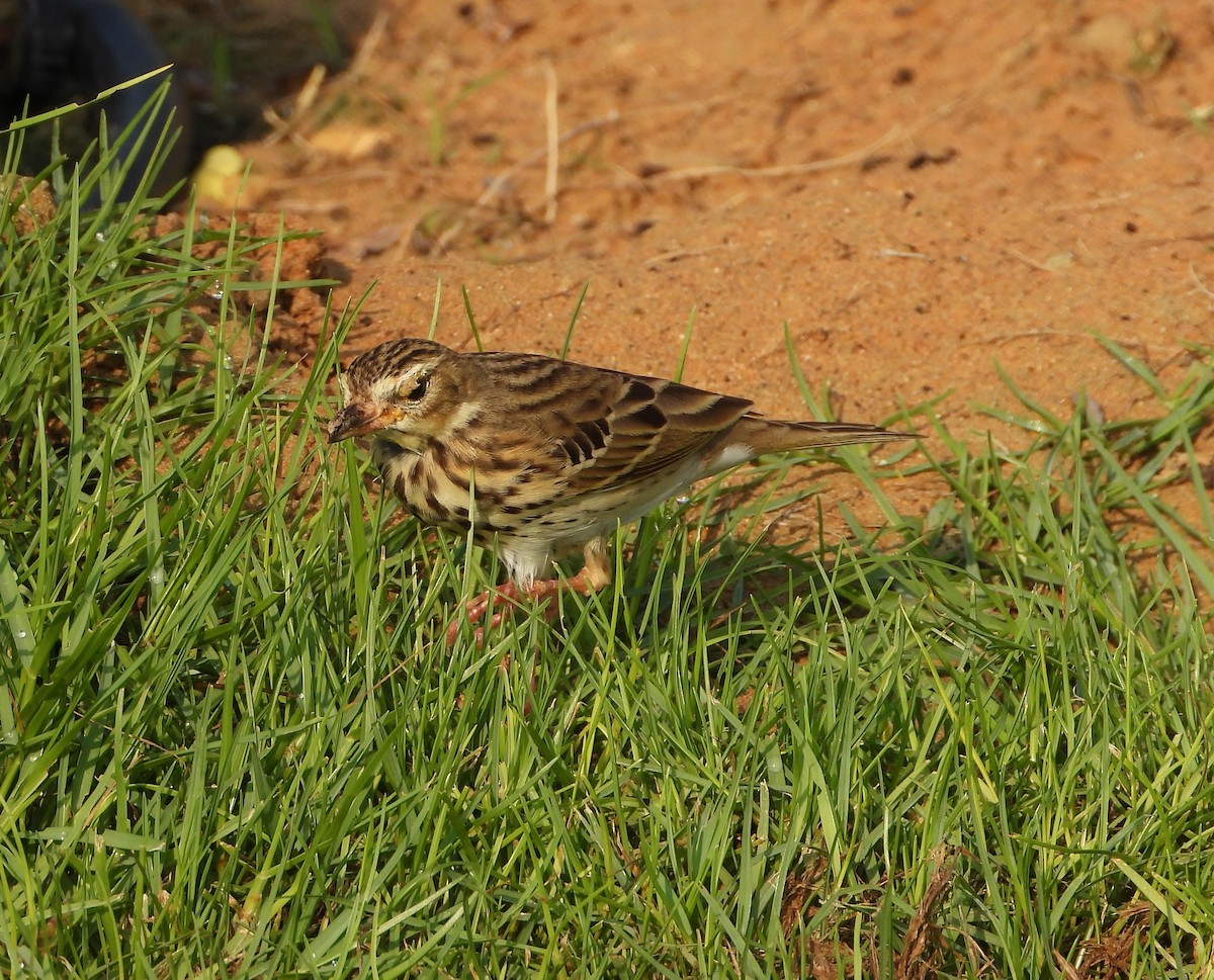 Tree Pipit - ML624902776