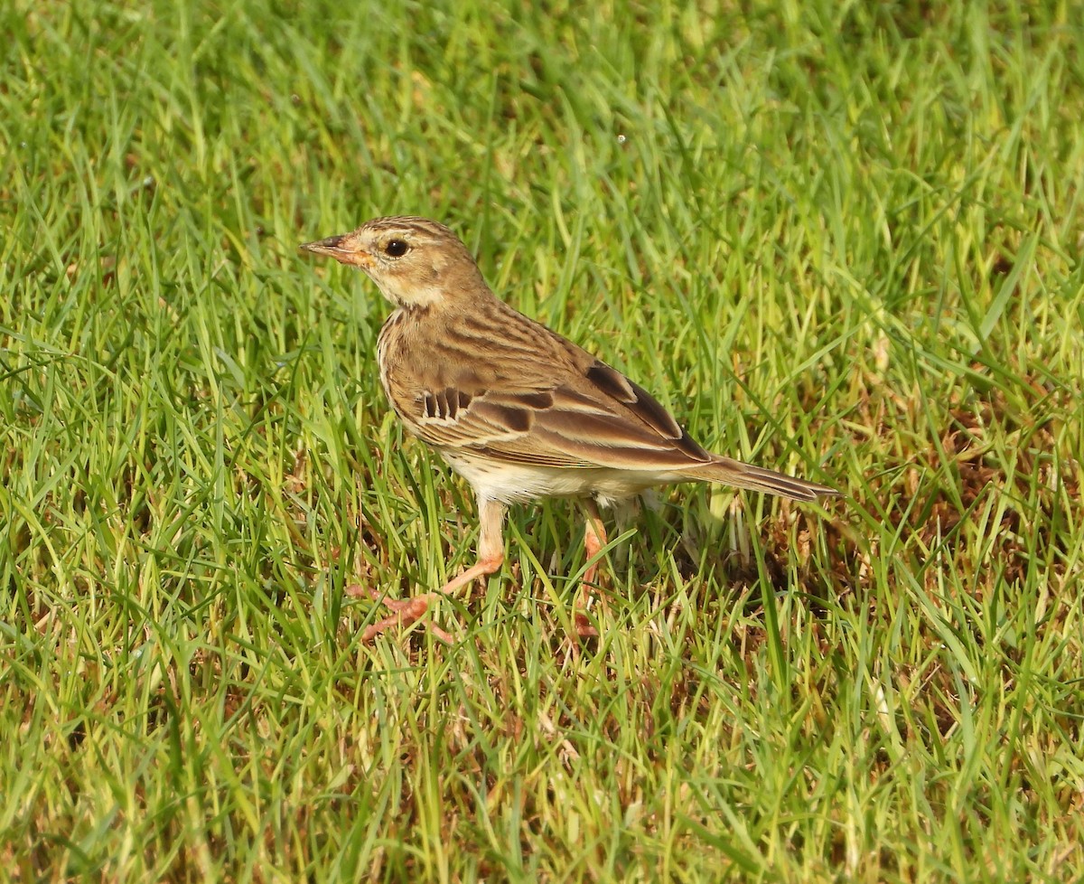 Tree Pipit - ML624902777