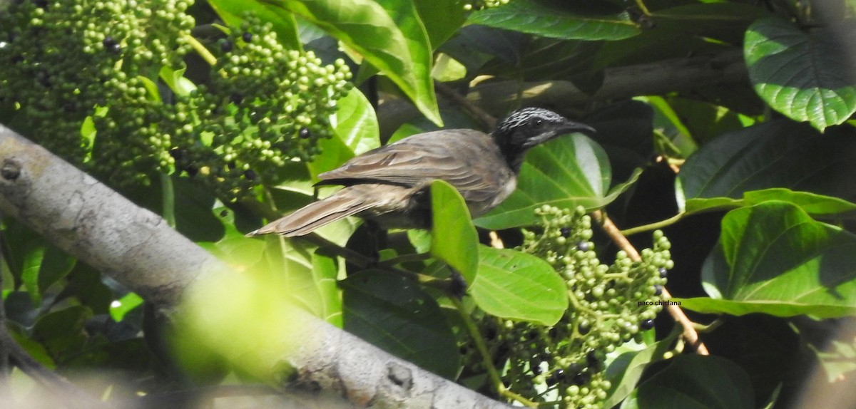 Streak-headed Honeyeater - ML624902826