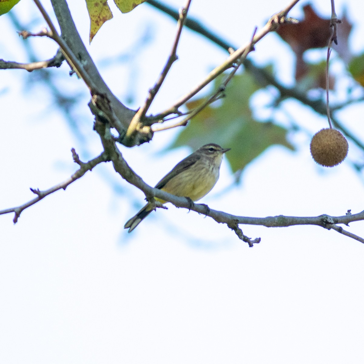 Palm Warbler - ML624902853