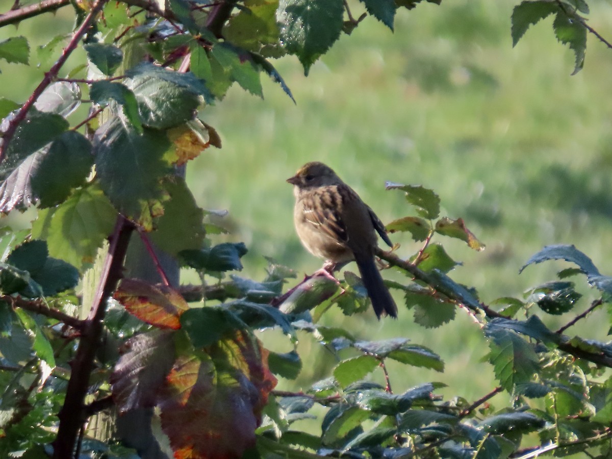 Golden-crowned Sparrow - ML624902865