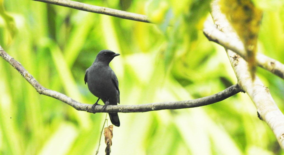 Gray-headed Cicadabird - ML624902874